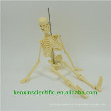 Hot sale high quality Plastic in small skeleton